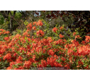 AZALEA mollis 'Hotspur Red' (rouge)