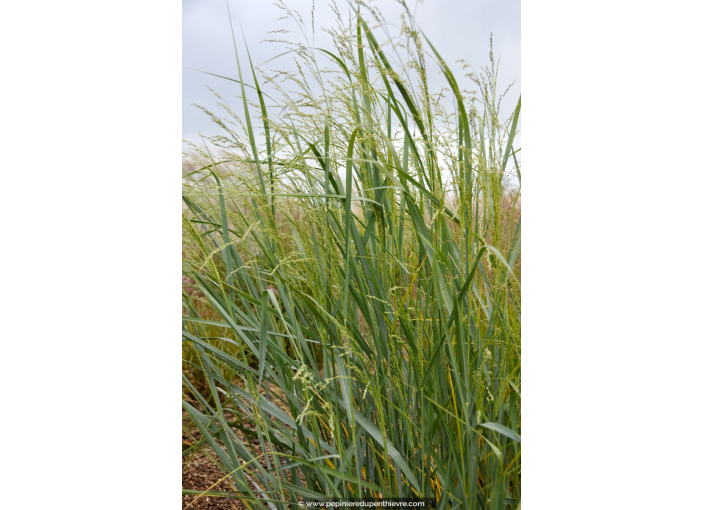 PANICUM amarum 'Dewey Blue'