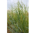 PANICUM amarum 'Dewey Blue'