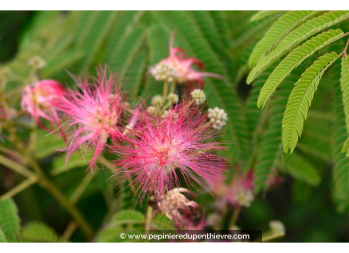 ALBIZIA julibrissin 'Ombrella'®