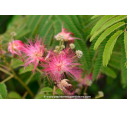 ALBIZIA julibrissin 'Ombrella'®
