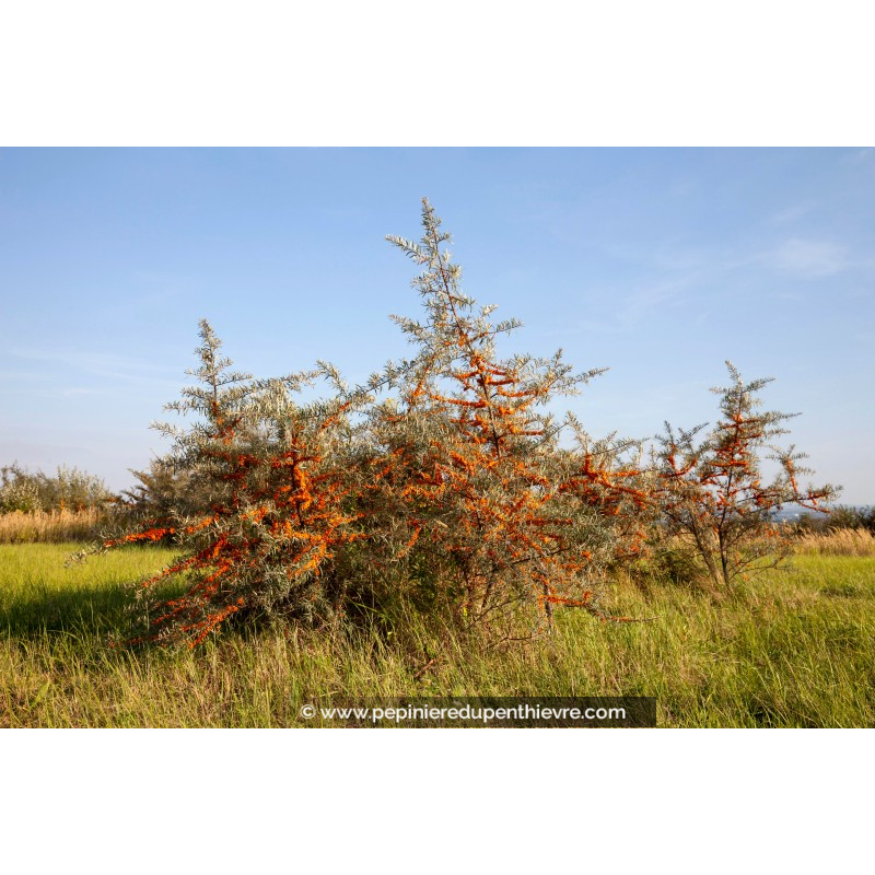 HIPPOPHAE rhamnoides