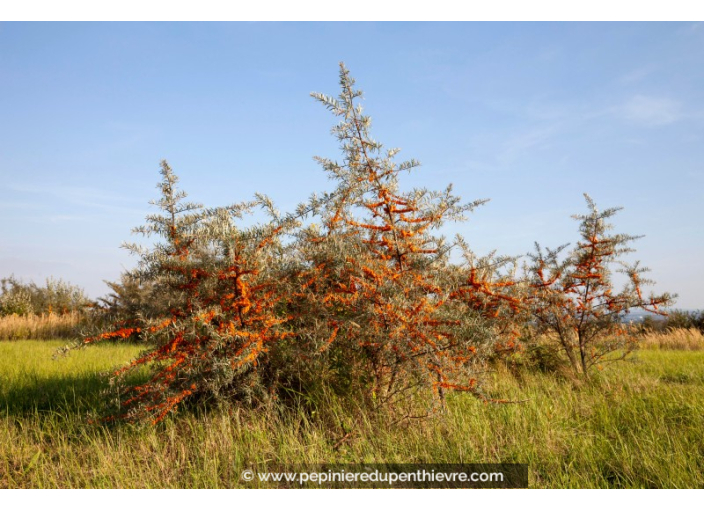 HIPPOPHAE rhamnoides