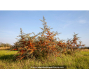 HIPPOPHAE rhamnoides HIPPOPHAE rhamnoides