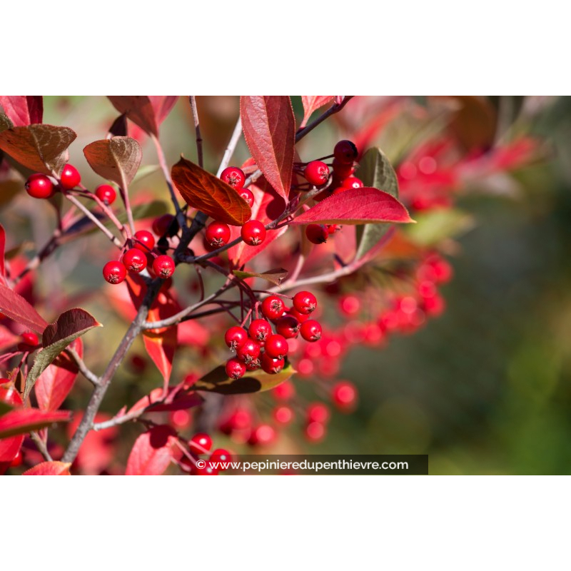 ARONIA arbutifolia 'Brilliant'