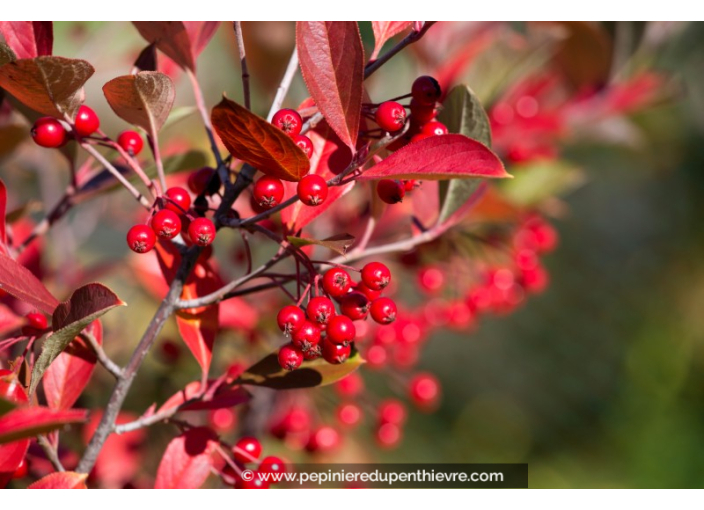 ARONIA arbutifolia 'Brilliant'