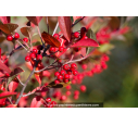 ARONIA arbutifolia 'Brilliant' ARONIA arbutifolia 'Brilliant'