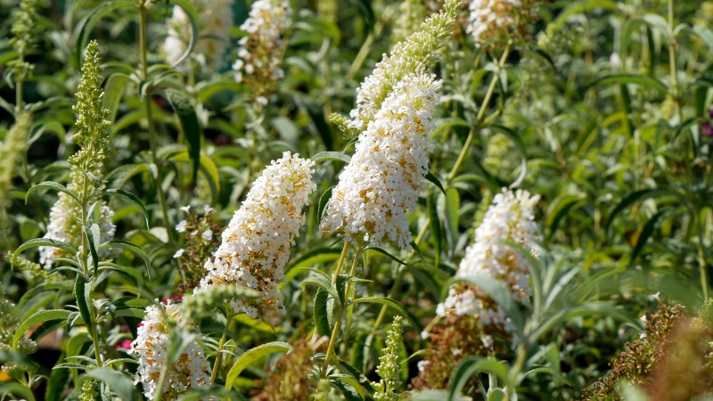 BUDDLEJA Davidii White Bouquet Mellif re P pini re Du Penthi vre buddleja-davidii-white-bouquet-mellif-re-p-pini-re-du-penthi-vre