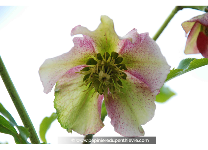 HELLEBORUS x hybridus