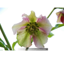 HELLEBORUS x hybridus