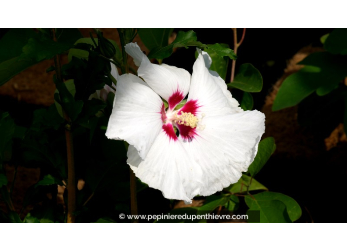 HIBISCUS syriacus 'Sup'Heart'®