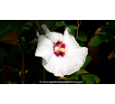 HIBISCUS syriacus 'Sup'Heart'®