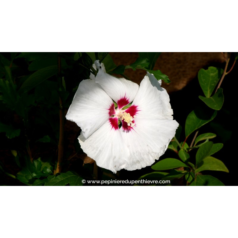 HIBISCUS syriacus 'Sup'Heart'®