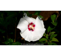 HIBISCUS syriacus 'Sup'Heart'®