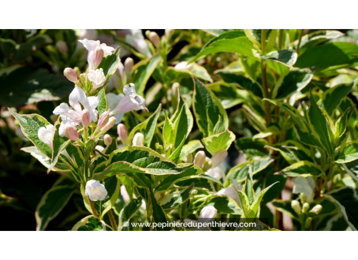 WEIGELA florida 'Variegata'