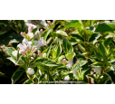 WEIGELA florida 'Variegata'