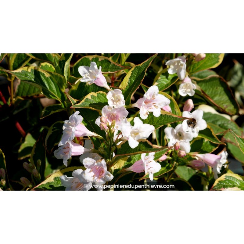 WEIGELA florida 'Variegata'