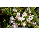 WEIGELA florida 'Variegata'