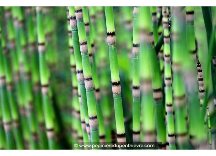 EQUISETUM hyemale EQUISETUM hyemale