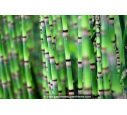 EQUISETUM hyemale EQUISETUM hyemale
