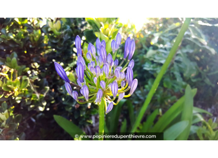 AGAPANTHUS 'Peter Pan'