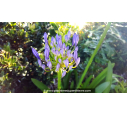 AGAPANTHUS 'Peter Pan'