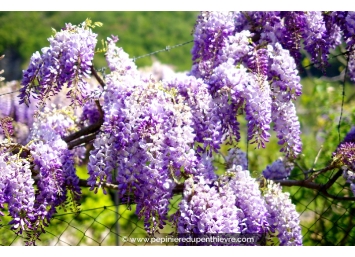 WISTERIA sinensis