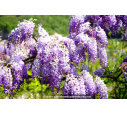 WISTERIA sinensis WISTERIA sinensis