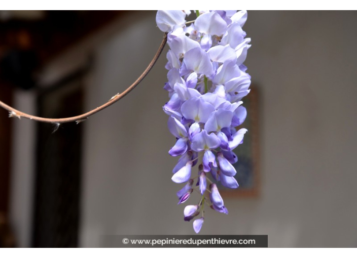 WISTERIA sinensis WISTERIA sinensis