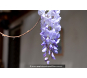 WISTERIA sinensis WISTERIA sinensis