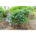 CEANOTHUS thyrsiflorus \'Skylark\'
