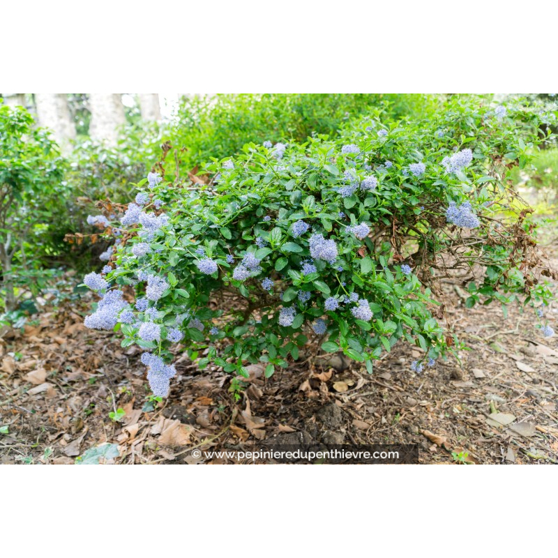 CEANOTHUS thyrsiflorus 'Skylark'