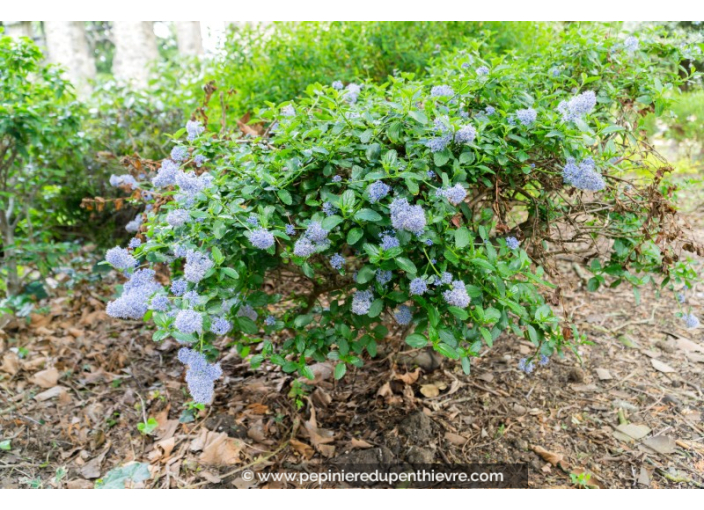 CEANOTHUS thyrsiflorus 'Skylark'