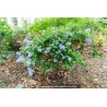 CEANOTHUS thyrsiflorus \'Skylark\'