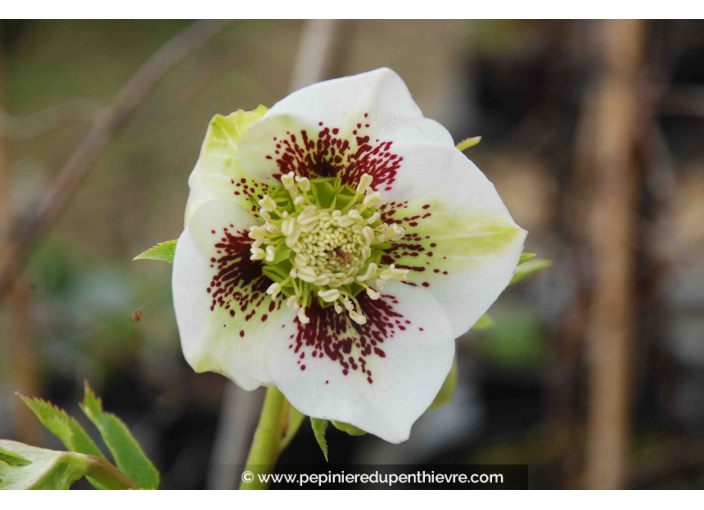 HELLEBORUS x hybridus