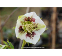 HELLEBORUS x hybridus