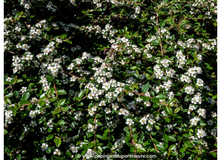 COTONEASTER dammeri 'Skogholm' COTONEASTER dammeri 'Skogholm'