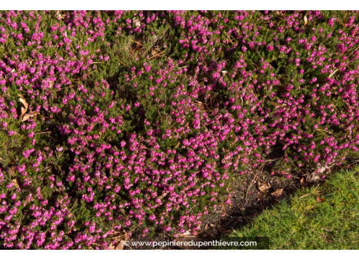 ERICA carnea 'Myretoun Ruby'