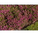 ERICA carnea 'Myretoun Ruby'