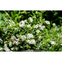 COTONEASTER dammeri \'Major\'