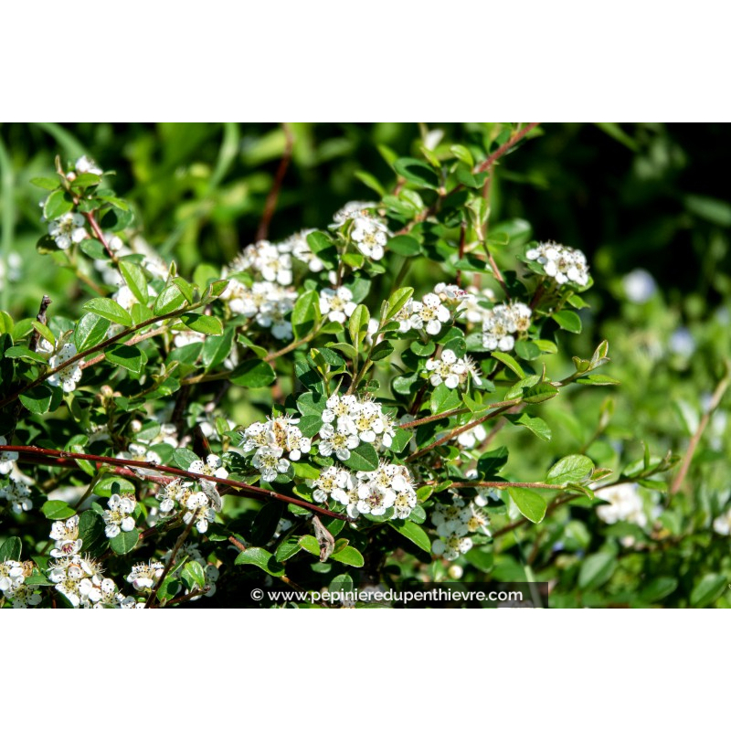 COTONEASTER dammeri 'Major'