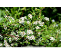COTONEASTER dammeri 'Major'