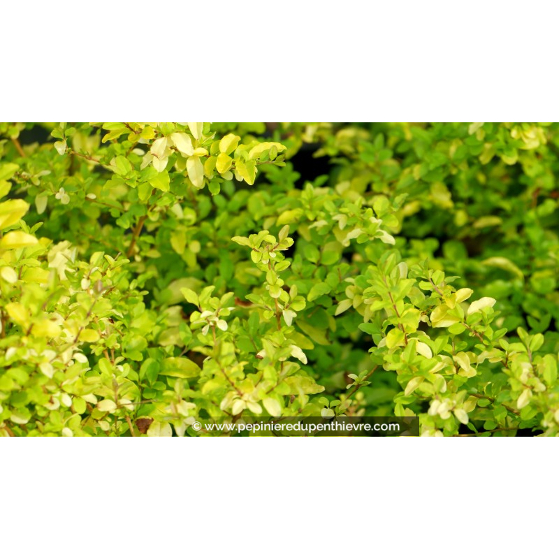 LIGUSTRUM sinensis 'Lemon & Lime'®