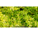 LIGUSTRUM sinensis 'Lemon & Lime'®