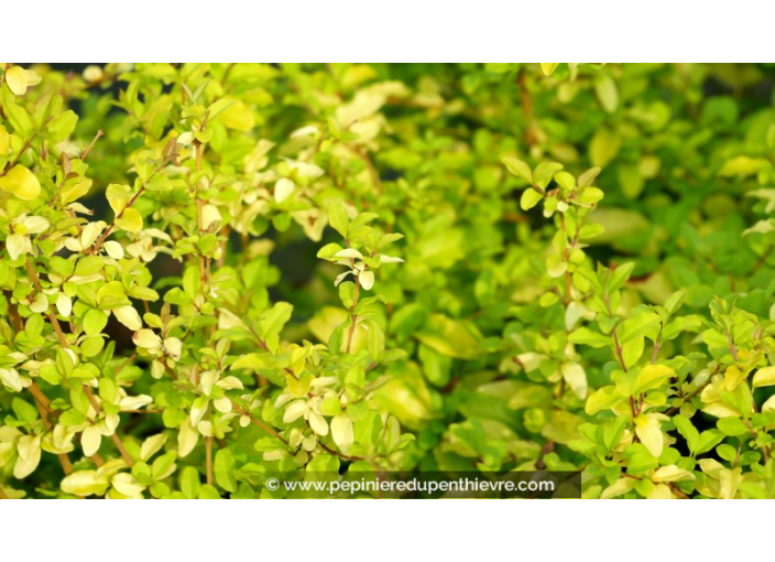 LIGUSTRUM sinensis 'Lemon & Lime'®