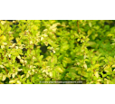 LIGUSTRUM sinensis 'Lemon & Lime'®