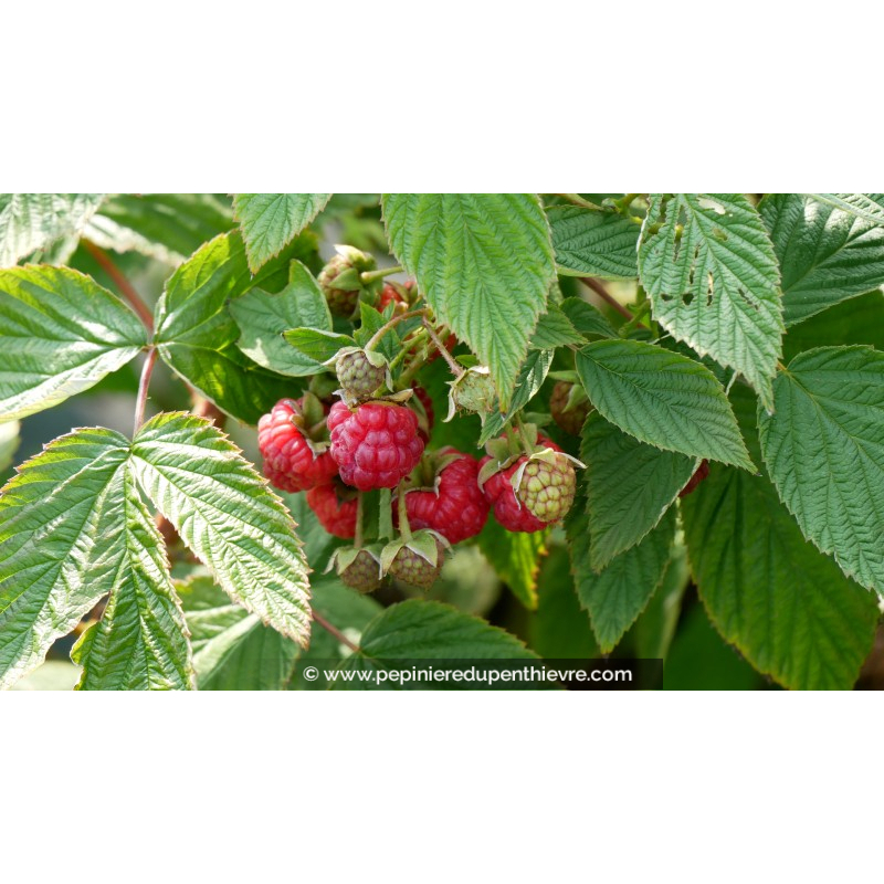 FRAMBOISIER 'Héritage'