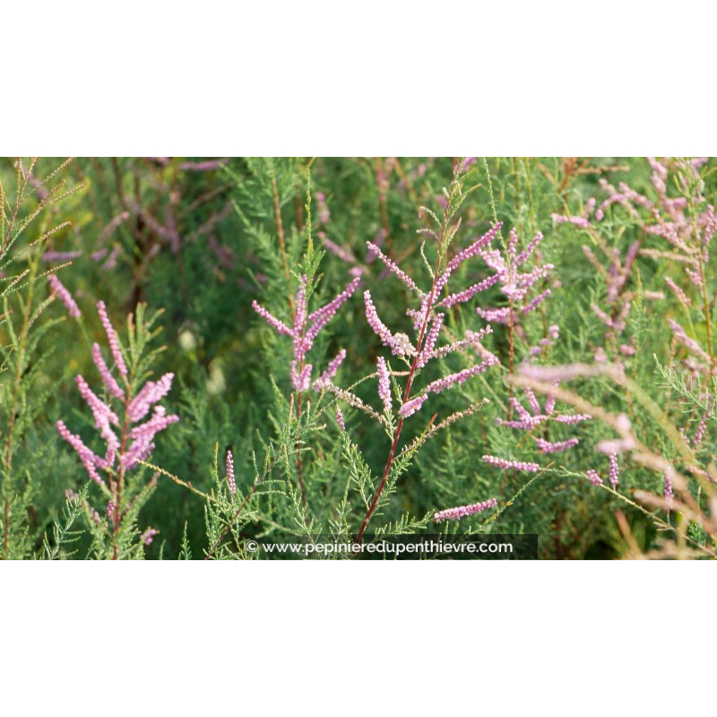 TAMARIX ramosissima 'Pink Cascade'
