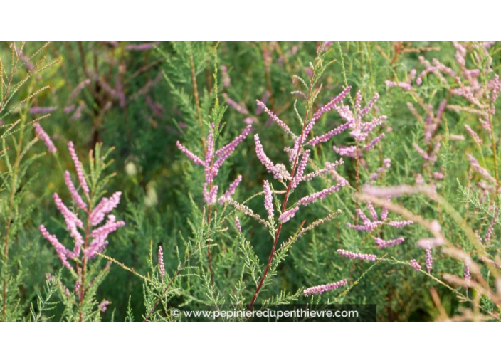 TAMARIX ramosissima 'Pink Cascade'