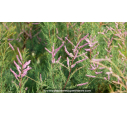 TAMARIX ramosissima 'Pink Cascade'